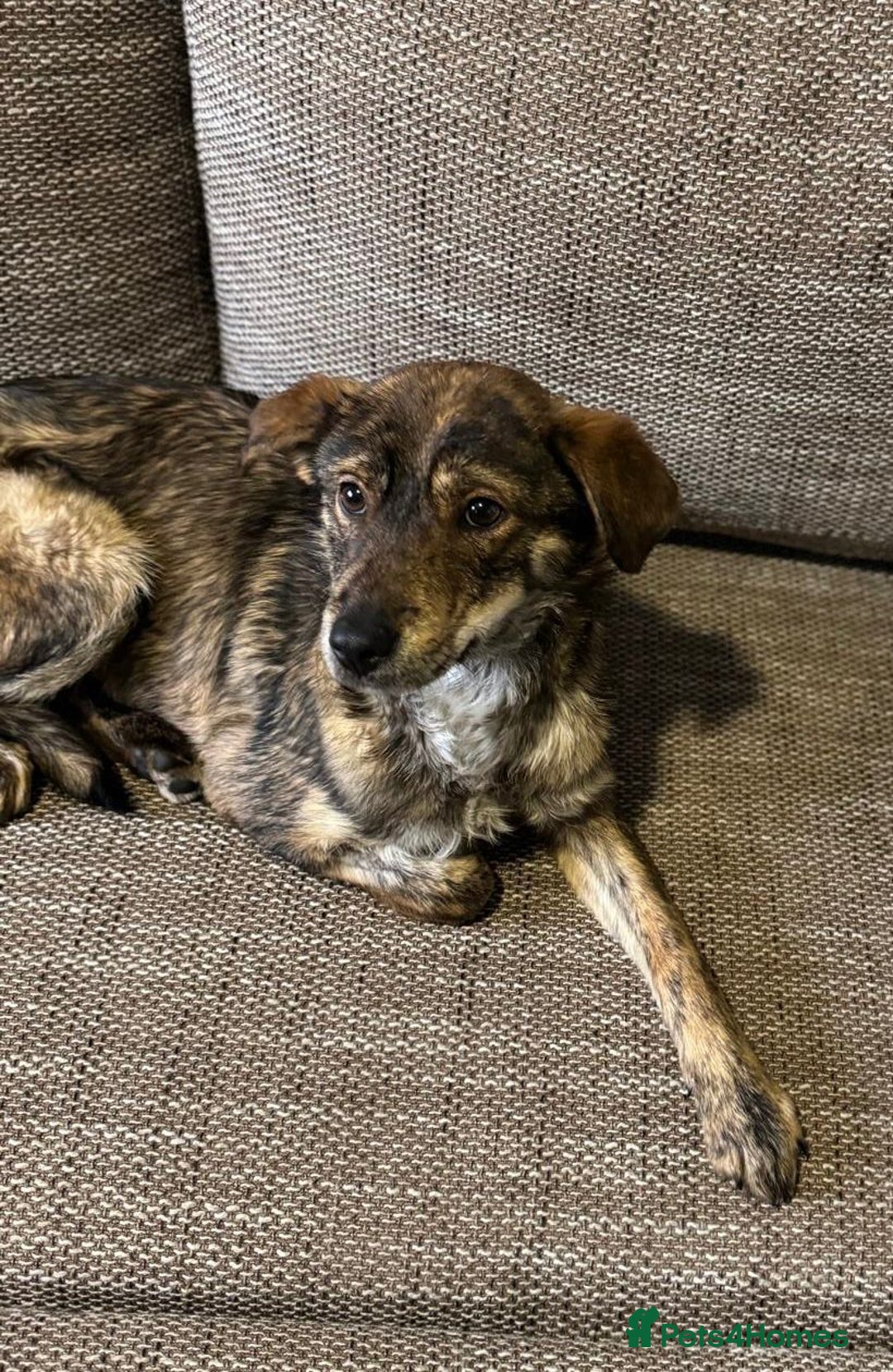 Mixed Breed dogs for adoption: Beautiful Bella needs her special home - Advert 4