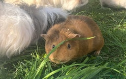 Guinea Pig rodents for sale: Guinea pigs looking for new homes  - Image 2
