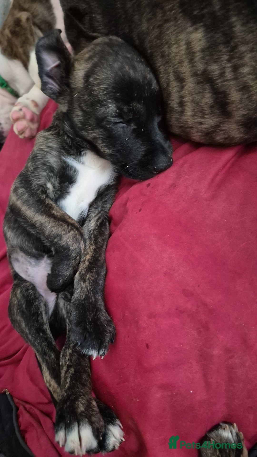 Mixed Breed dogs for sale: 8 beautiful presa canario x huntaway puppies  - Image 9