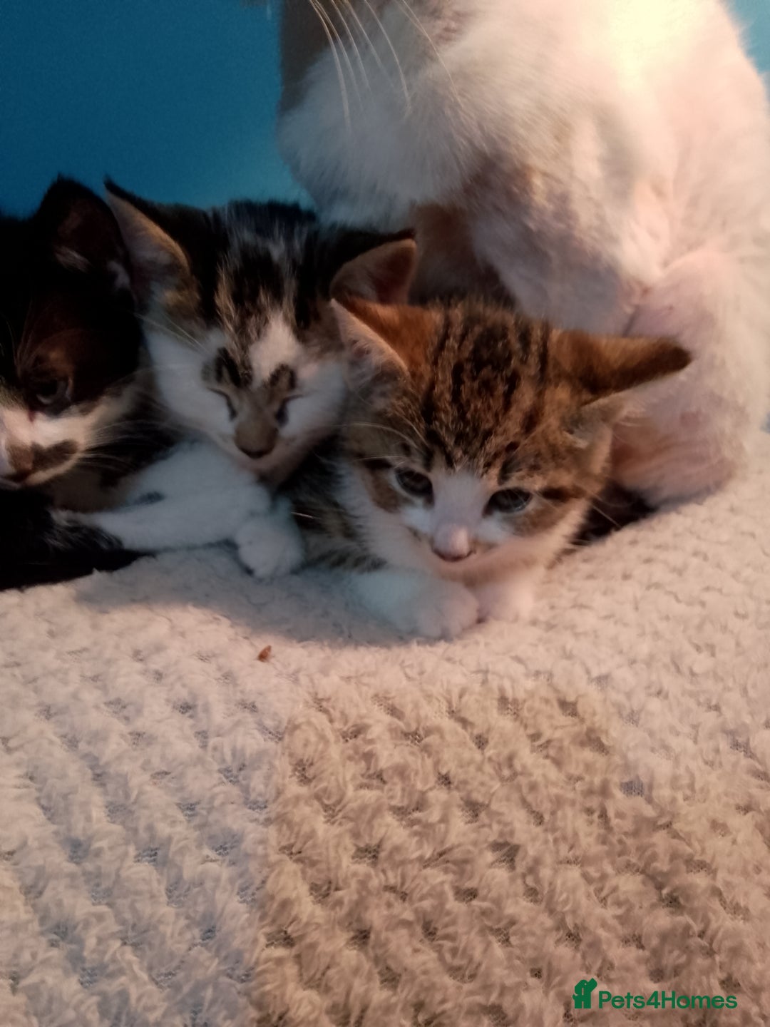 Mixed Breed cats for sale: Beautiful kittens  - Advert 25
