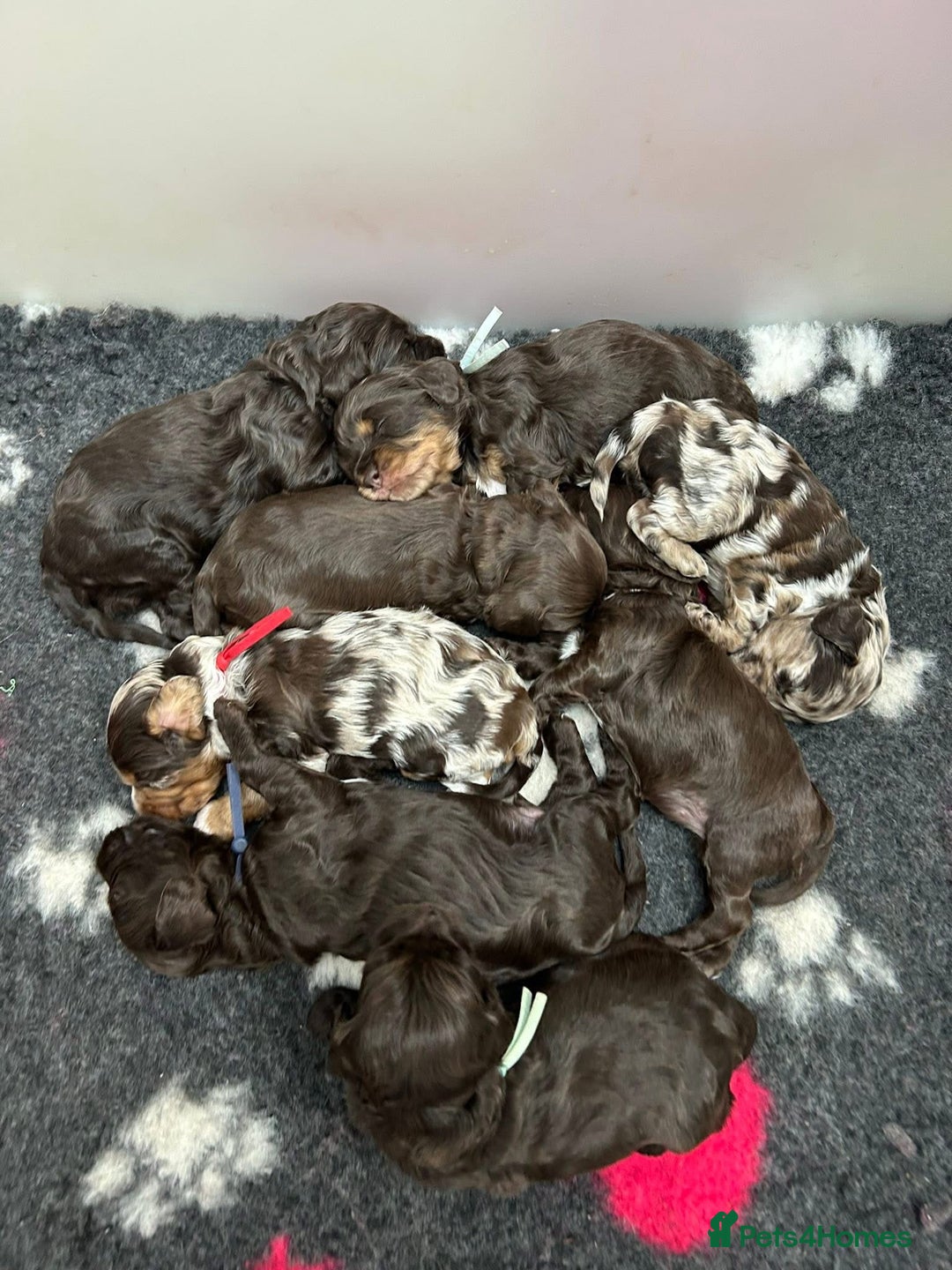 Cockapoo dogs for sale: F1 Chocolate Cockapoos - Advert 7