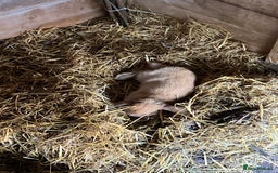 Mini Lion Lop rabbits for sale: Marshmallow  - Image 3