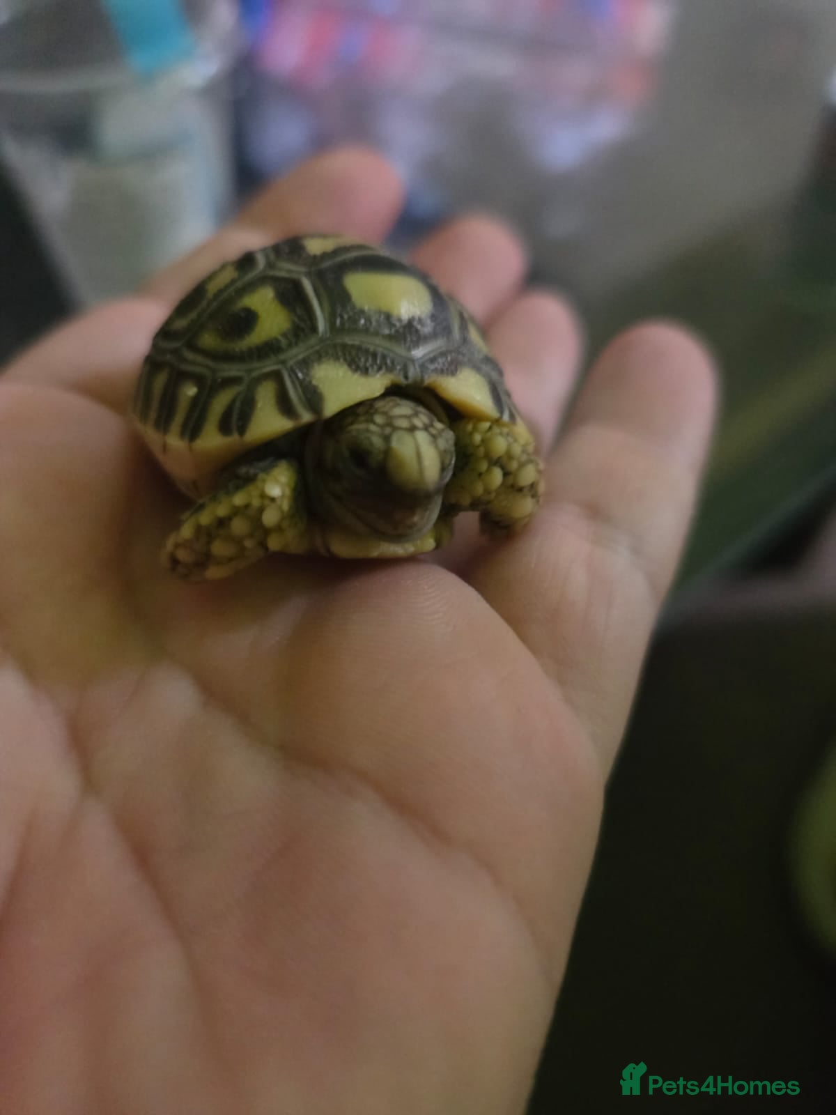 Mixed Breed reptiles 10 x leopard tortoise  - Advert 3