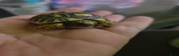 Mixed Breed reptiles for sale: 10 x leopard tortoise  - Advert 1