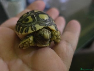 Mixed Breed reptiles 10 x leopard tortoise - Advert 1
