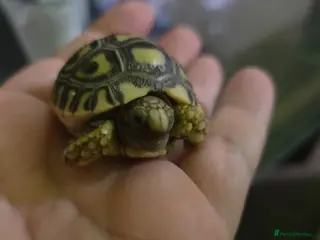 Mixed Breed reptiles 10 x leopard tortoise - Advert 9