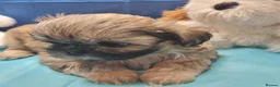 Shih Tzu dogs for sale: Kc reg Stunning tiny baby 2 boys - Advert 19