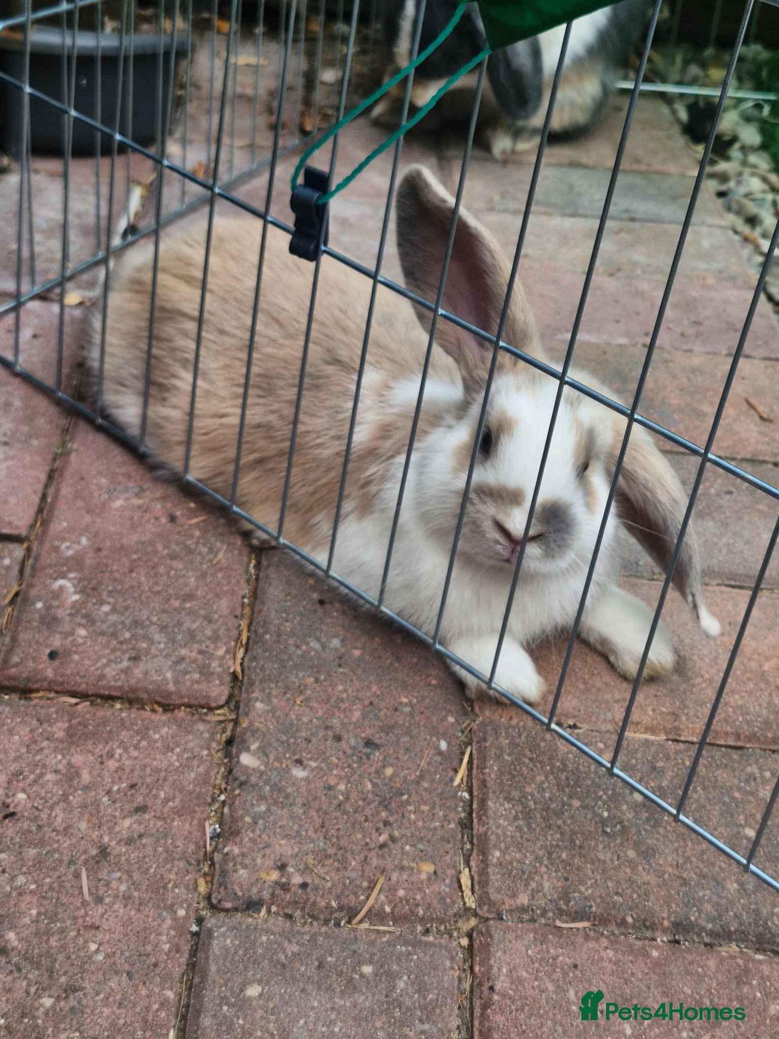 Mixed Breed rabbits Mini lop and mini lops x rex - Advert 9