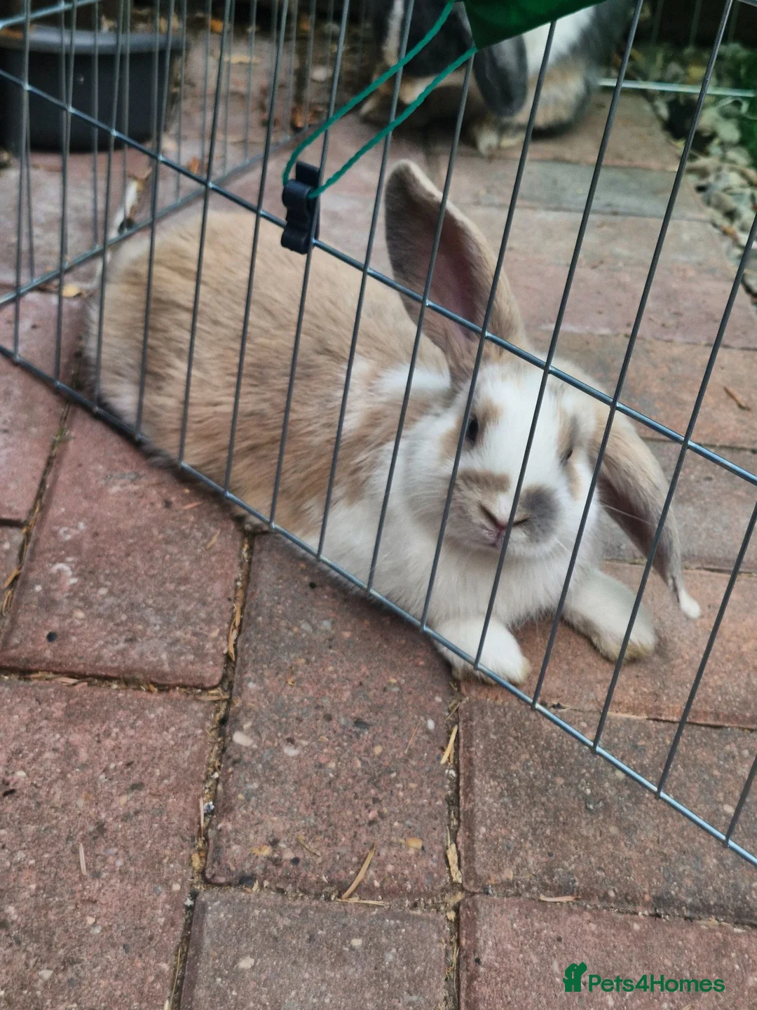 Mixed Breed rabbits for sale: Mini lop and mini lops x rex - Advert 1