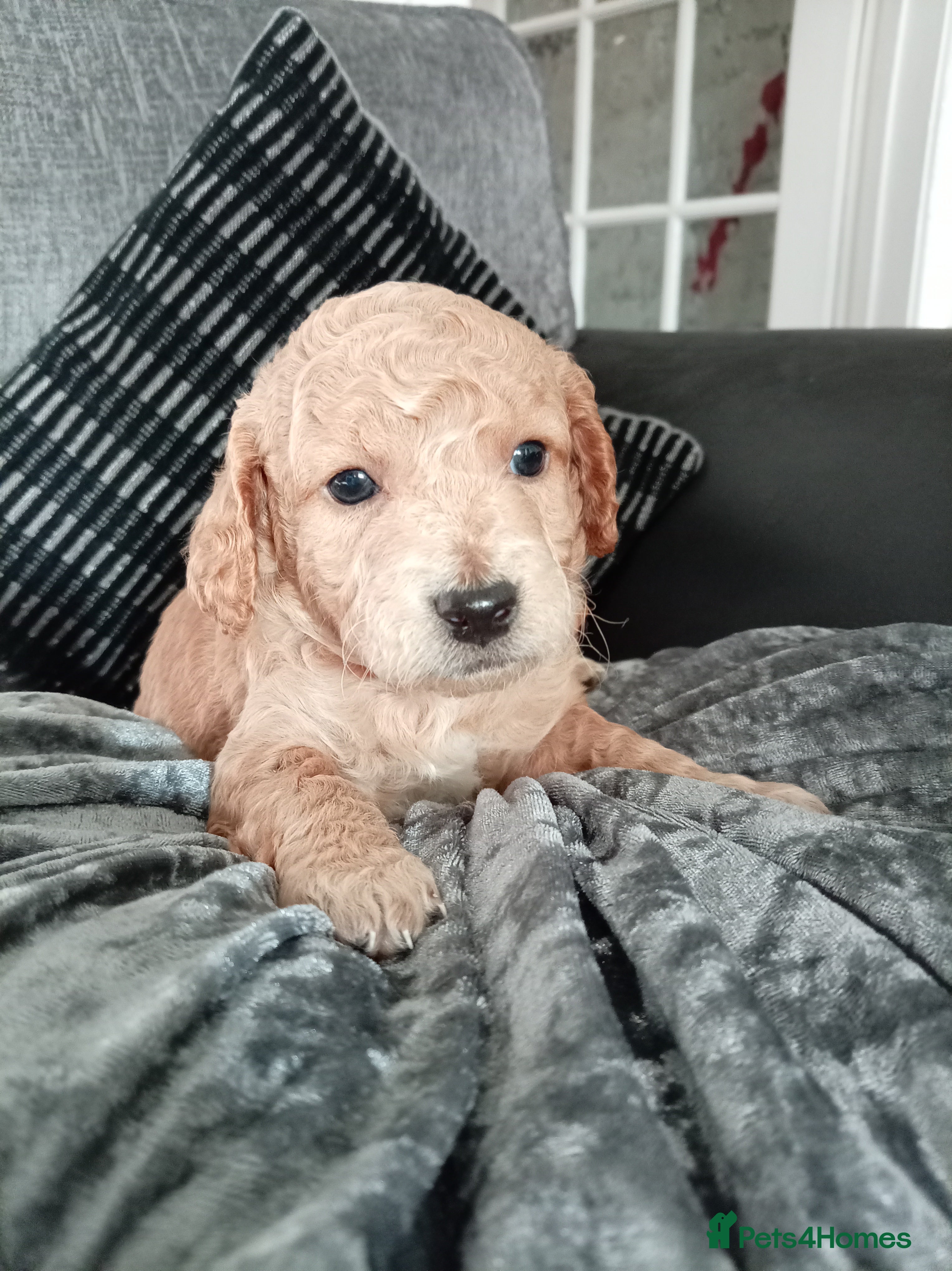 Cockapoo dogs 8 Beautiful Cockapoos puppies - Advert 3