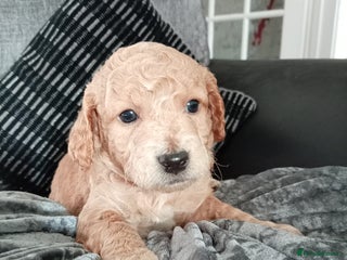 Cockapoo dogs 8 Beautiful Cockapoos puppies - Advert 3