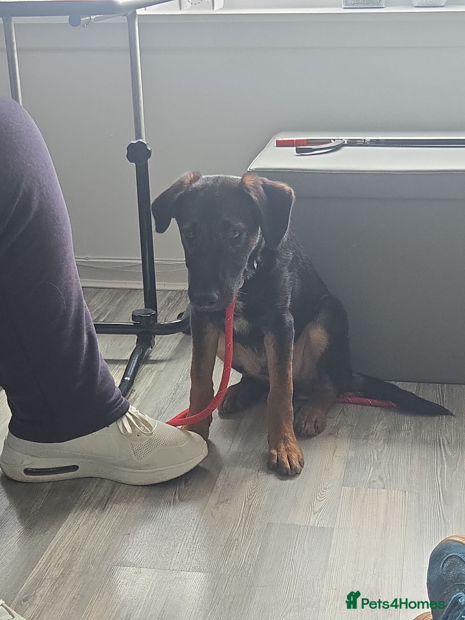 Mixed Breed dogs Small Pup for Rehoming - Advert 4