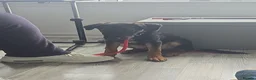 Mixed Breed dogs for sale: Small Pup for Rehoming - Advert 1