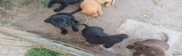 Labrador Retriever dogs for sale: KC REGISTERED BLACK LABRADOR PUPS FOR SALE - Advert 10