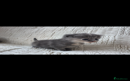 Mixed Breed cats for sale: Beautiful kittens For sale  - Image 15
