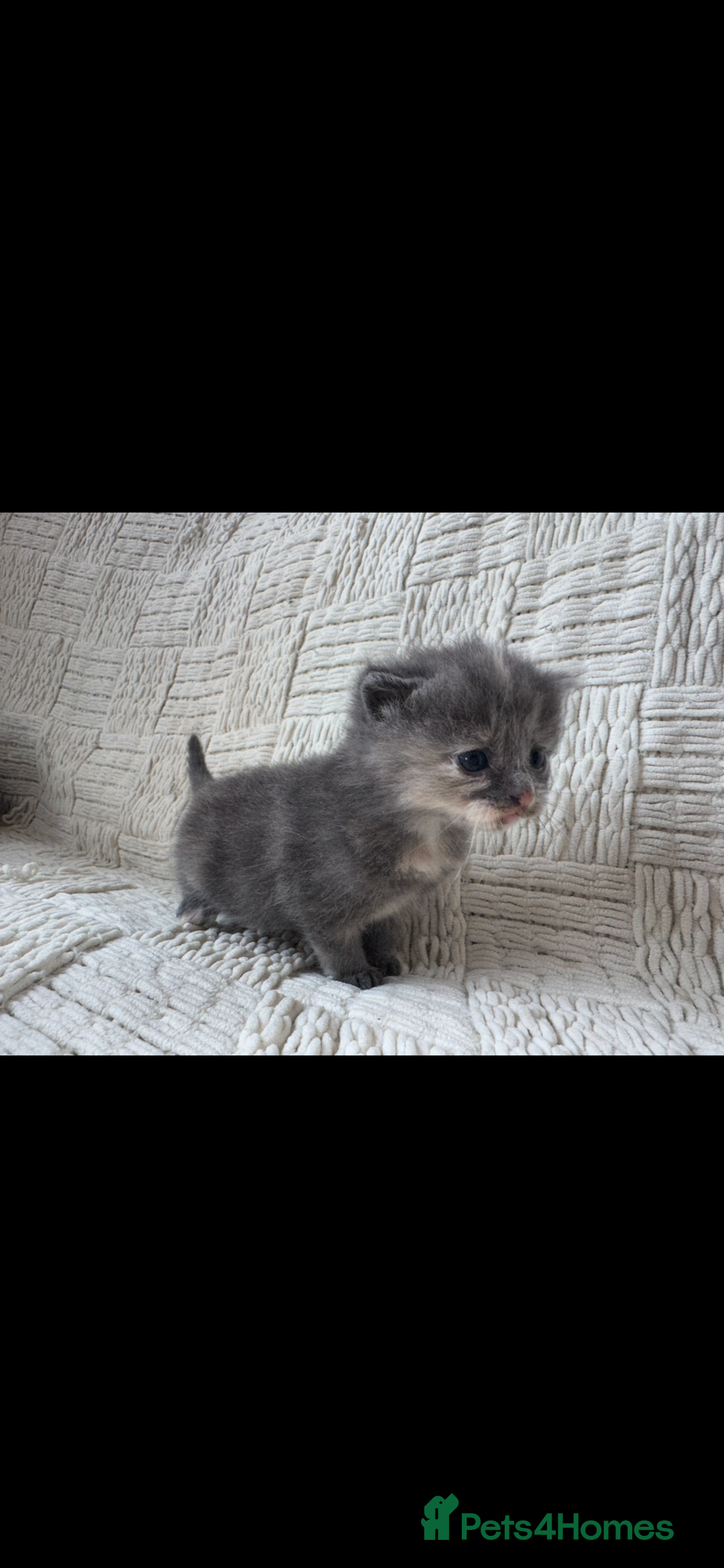 Mixed Breed cats for sale: Beautiful kittens For sale  - Image 15