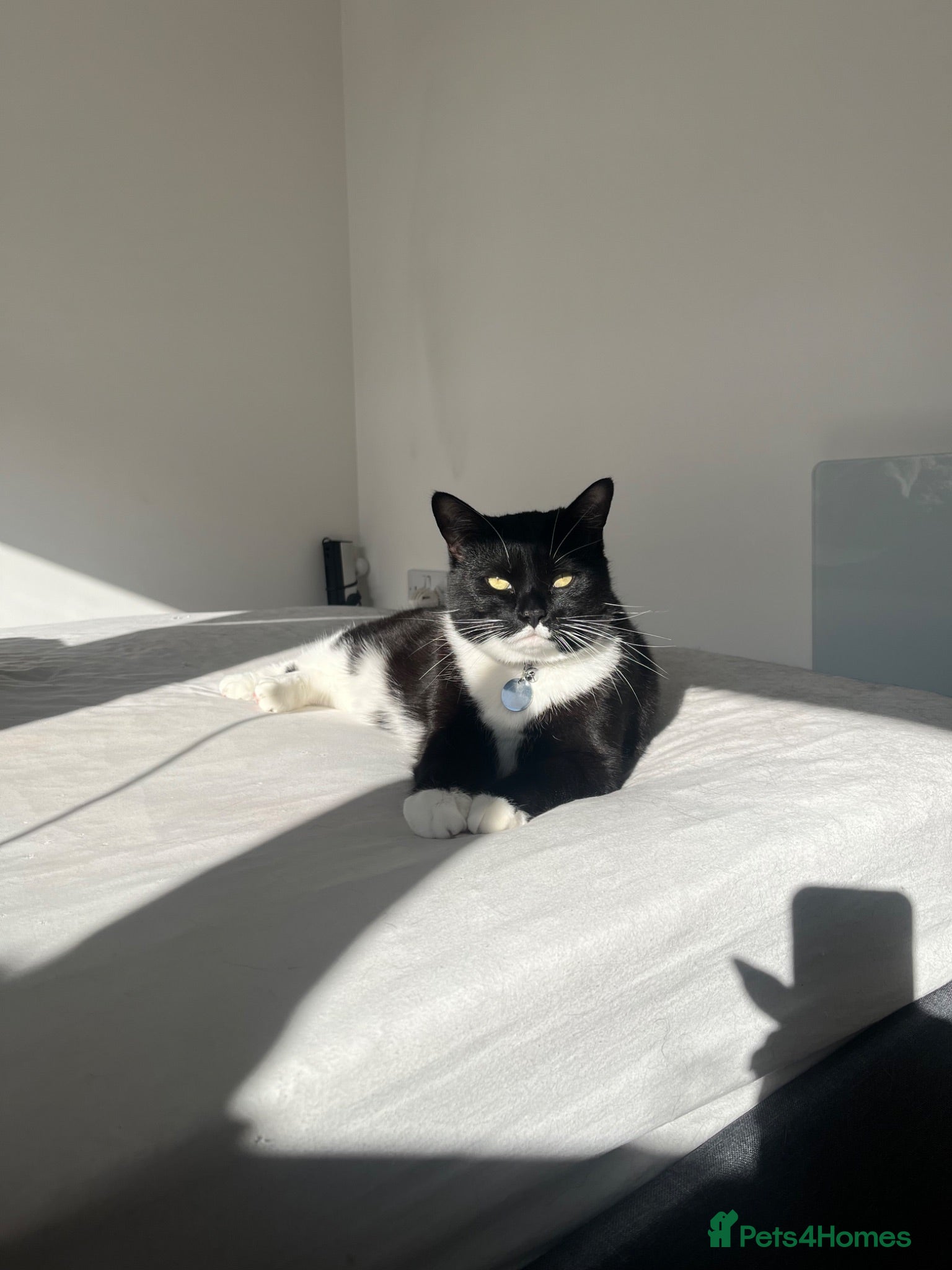 Mixed Breed cats Female Mixed Breed - Aged 4 - Advert 3