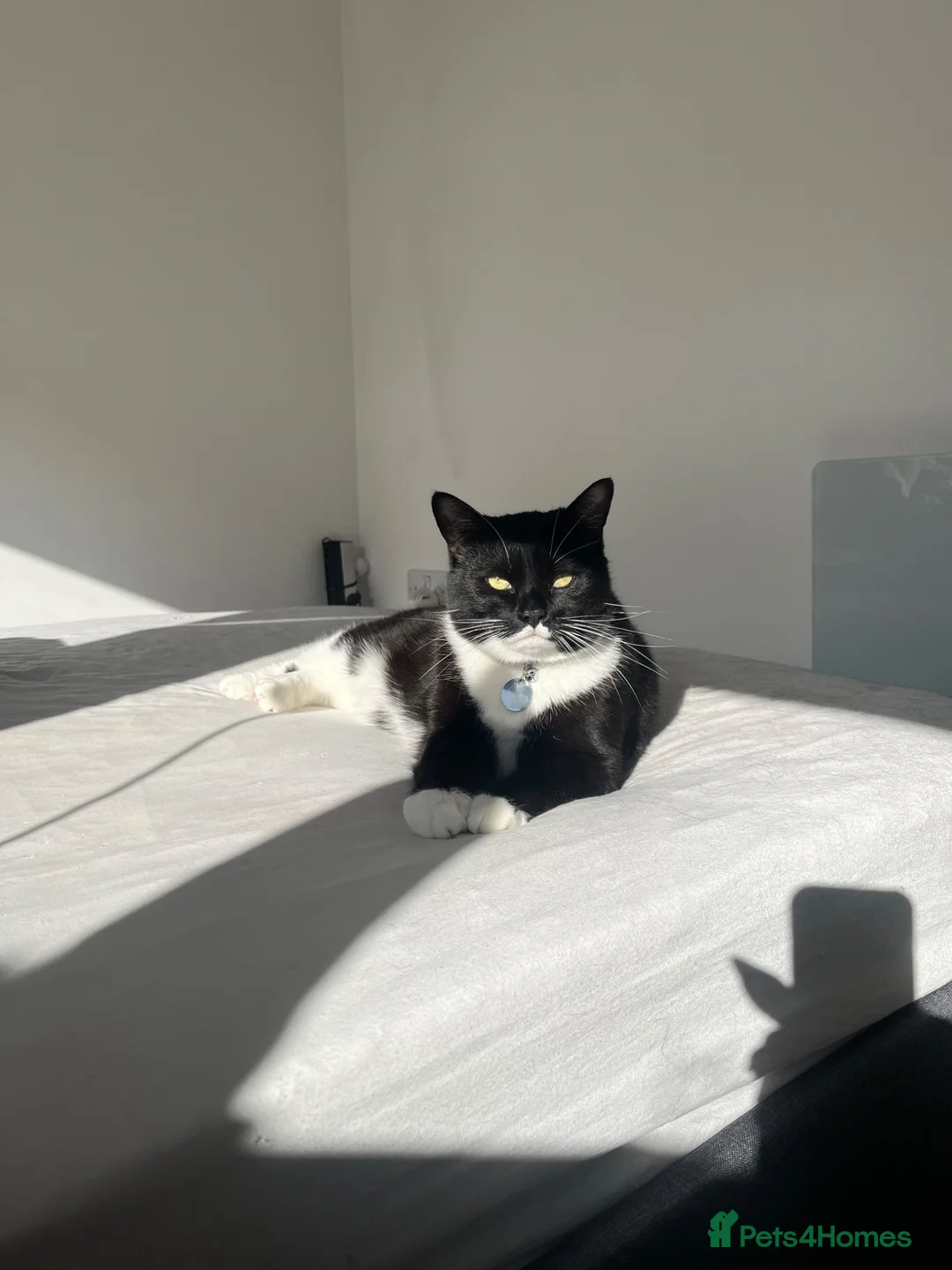 Mixed Breed cats for sale: Female Mixed Breed - Aged 4 - Advert 1