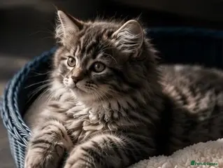 Siberian cats Siberian kittens - Advert 5