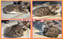 Mixed Breed cats for sale: 8 cute kittens for sale - 5 boys, 3 girls  - Image 4