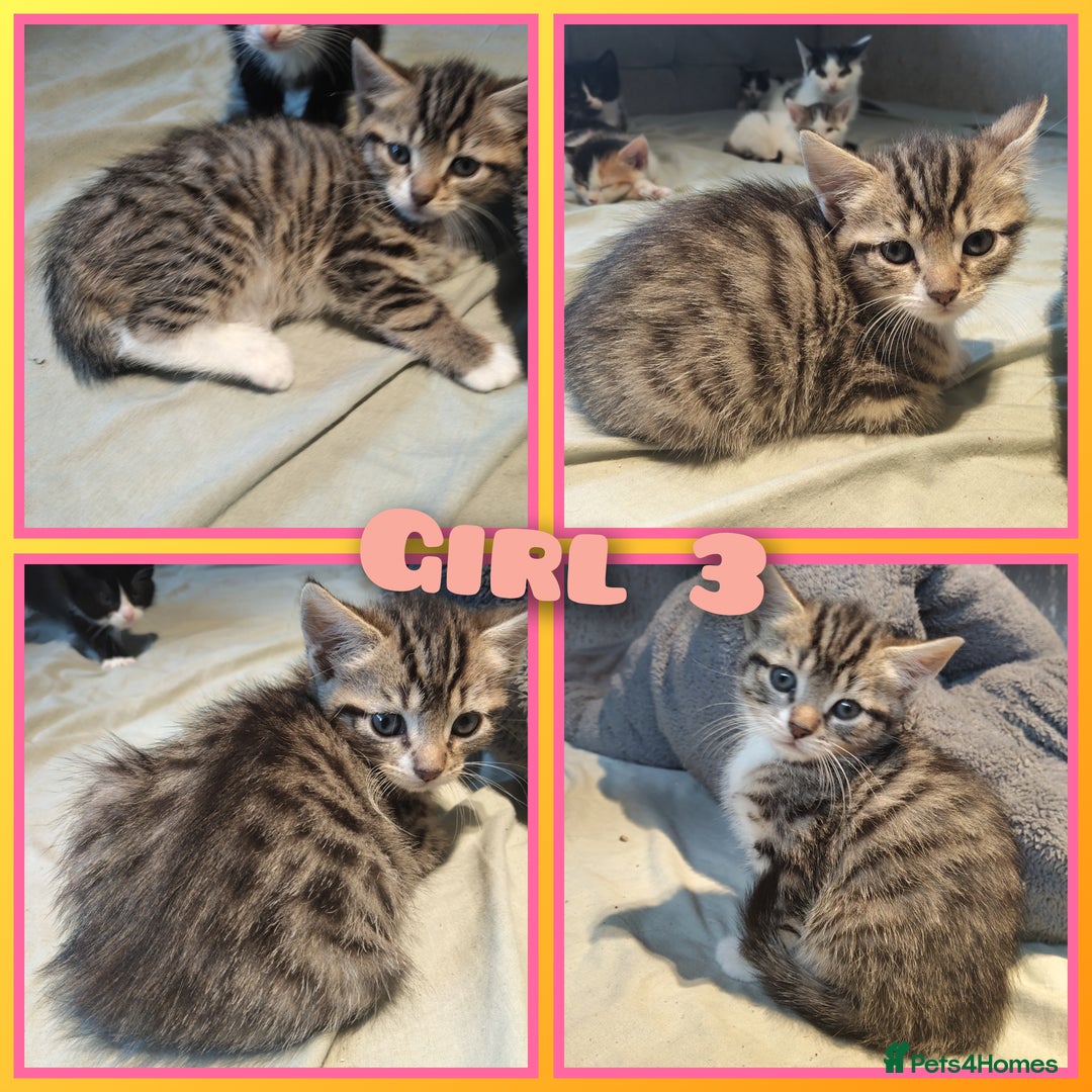 Mixed Breed cats for sale: 8 cute kittens for sale - 5 boys, 3 girls  - Image 4