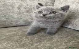 British Shorthair cats for sale: Gccf reg blue bsh kittens active - Image 16