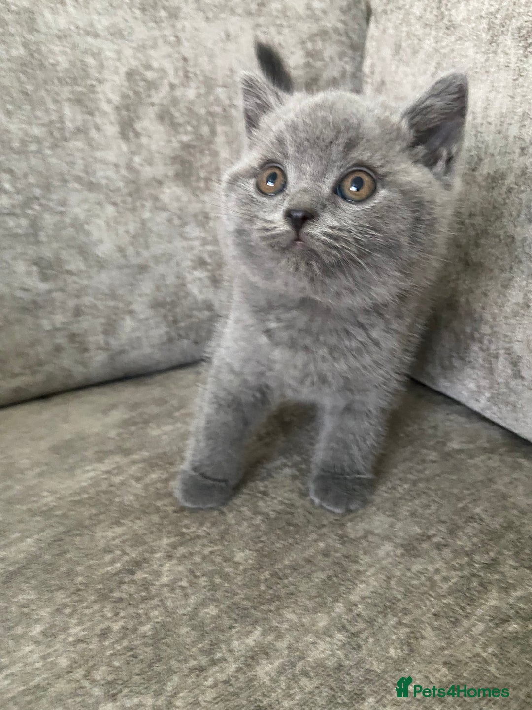 British Shorthair cats for sale: Gccf reg blue bsh kittens active - Image 16