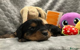 Cavapoo dogs for sale: F1 Cavapoo Puppies from Heath Tested Parents - Image 9