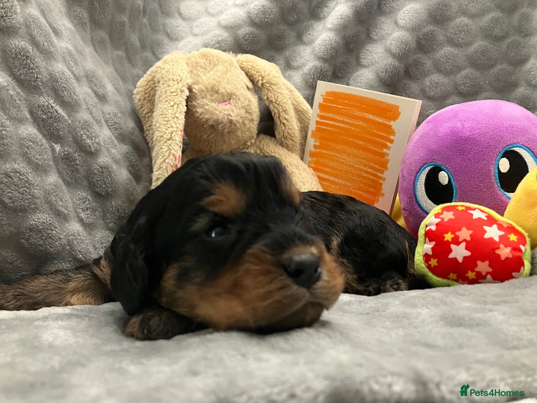 Cavapoo dogs for sale: F1 Cavapoo Puppies from Heath Tested Parents - Image 9