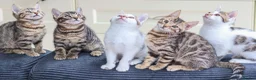 Mixed Breed cats for sale: Beautiful mixed Bengal kittens for sale - Advert 8