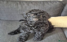 Cockapoo dogs for sale: URGENTlY NEED REHOMING Beautiful Cockapoo puppy - Image 3