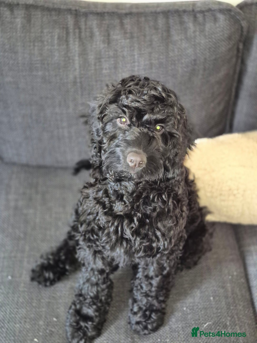 Cockapoo dogs for sale: URGENTlY NEED REHOMING Beautiful Cockapoo puppy - Image 3