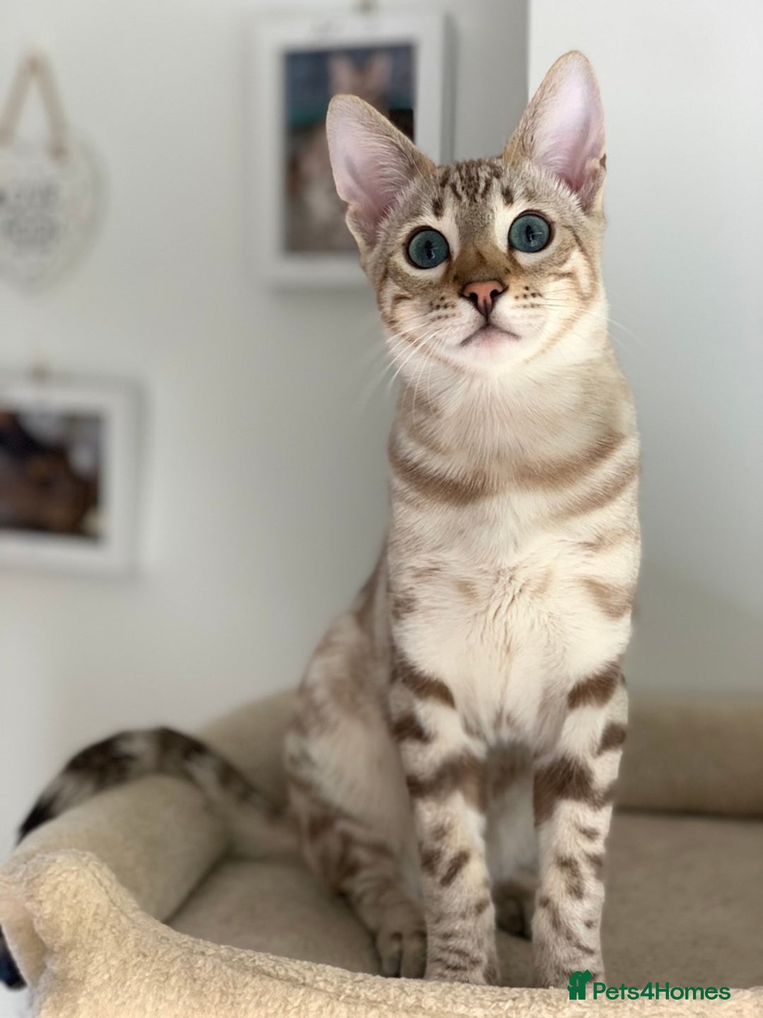 Bengal cats for sale: Bonded Snow Bengals – Experienced, Pet-Free Home - Advert 4