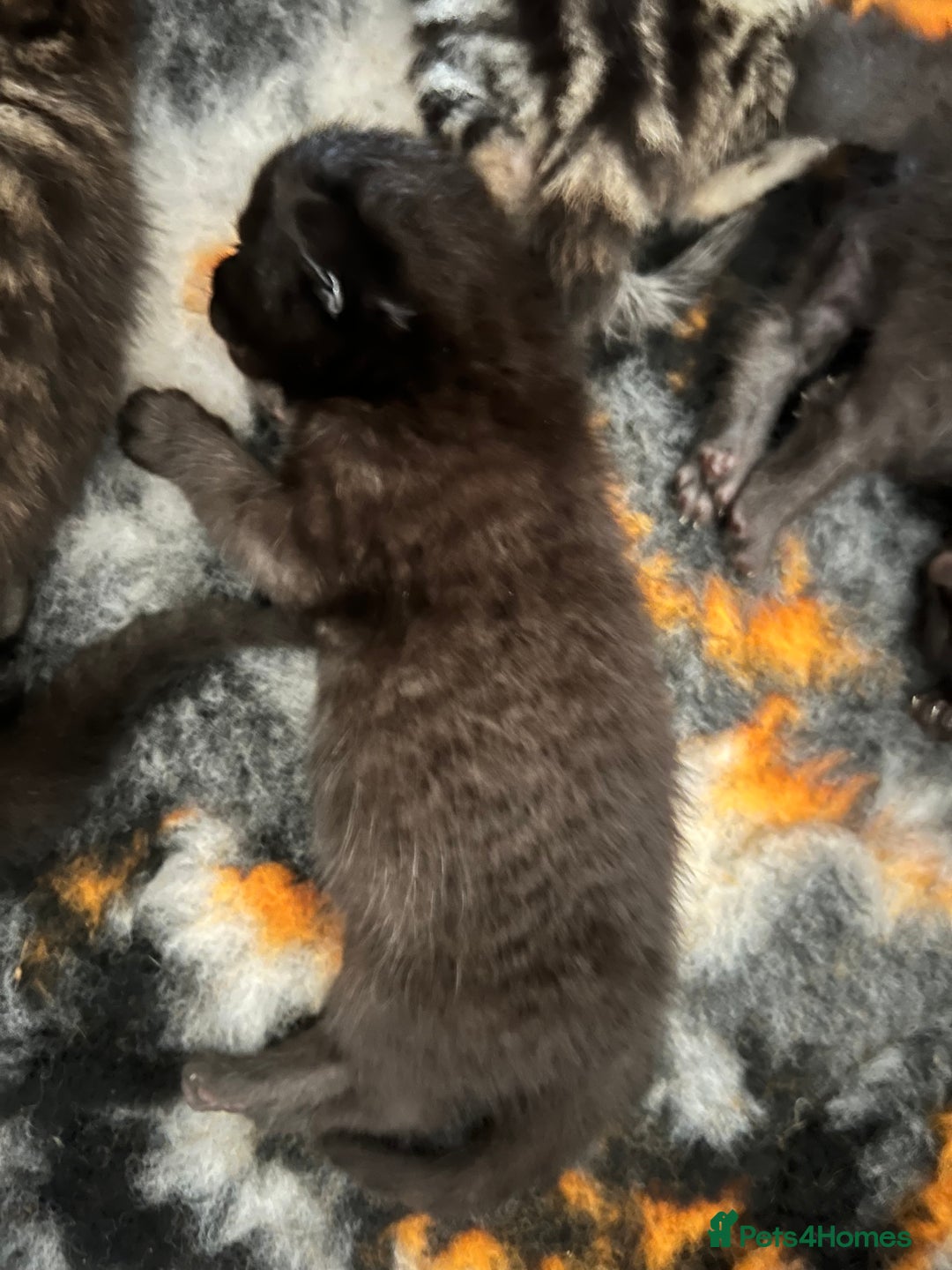 Domestic Shorthair cats for sale: 6 beautiful kittens for sale. - Image 13