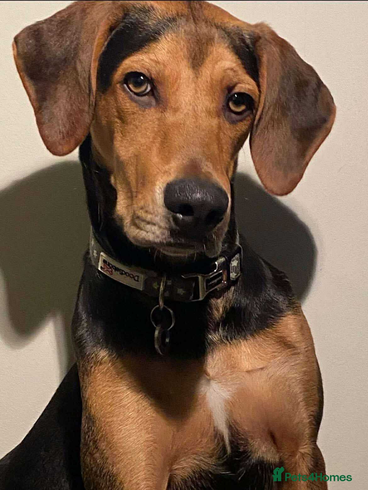 Mixed Breed dogs Arty deserves an amazing forever home  - Advert 1