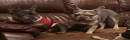 French Bulldog dogs for sale: Beautiful KC registered french bulldogs  - Advert 5