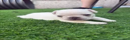 French Bulldog dogs for sale: French Bulldog Puppies - Advert 6