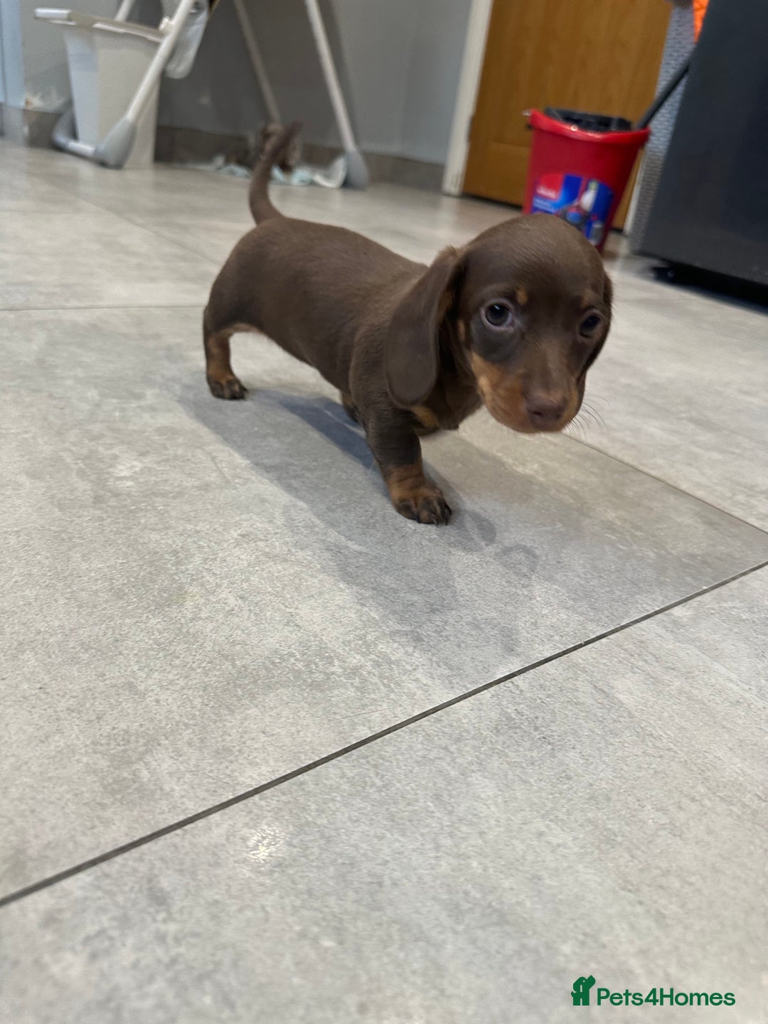 Miniature Dachshund dogs for sale: Smooth haired miniature dachshund girl❗️ - Advert 4