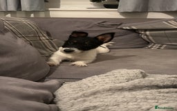 Jack Russell dogs for sale: Maxie Moo - Advert 4