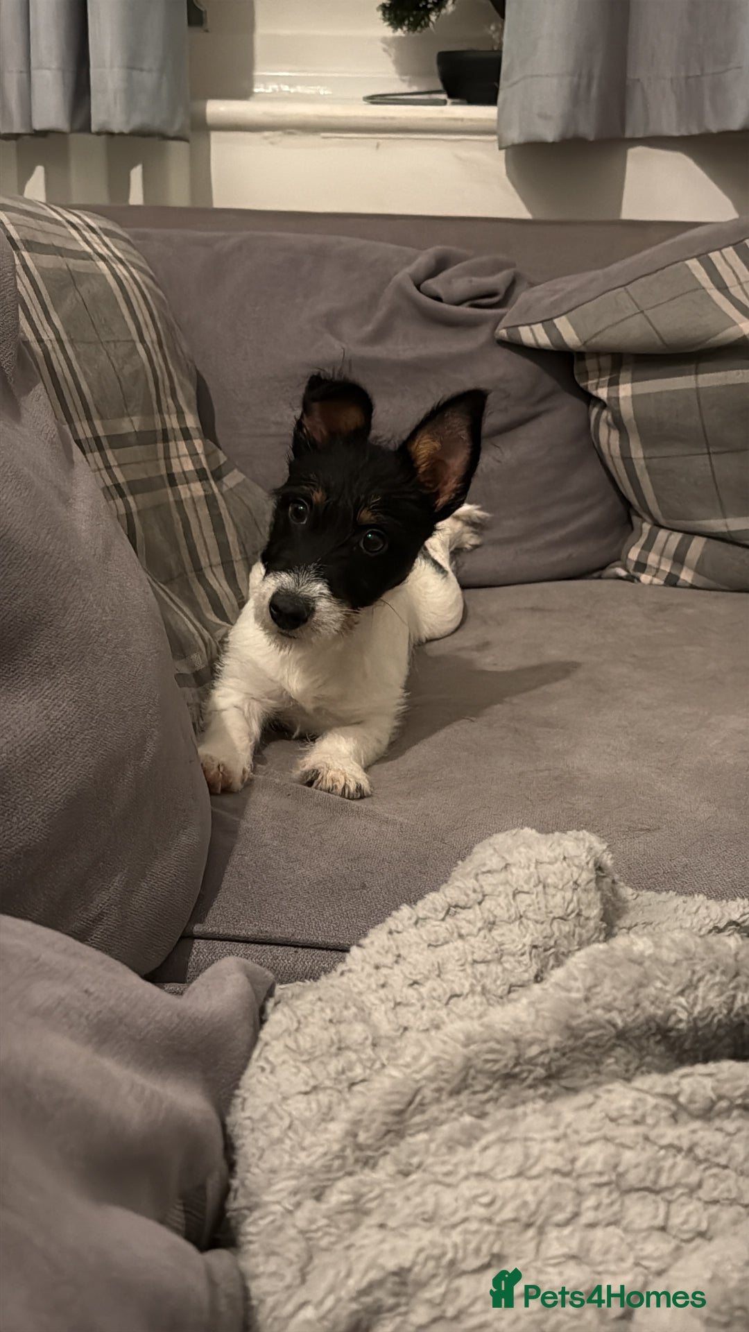 Jack Russell dogs for sale: Maxie Moo - Advert 4