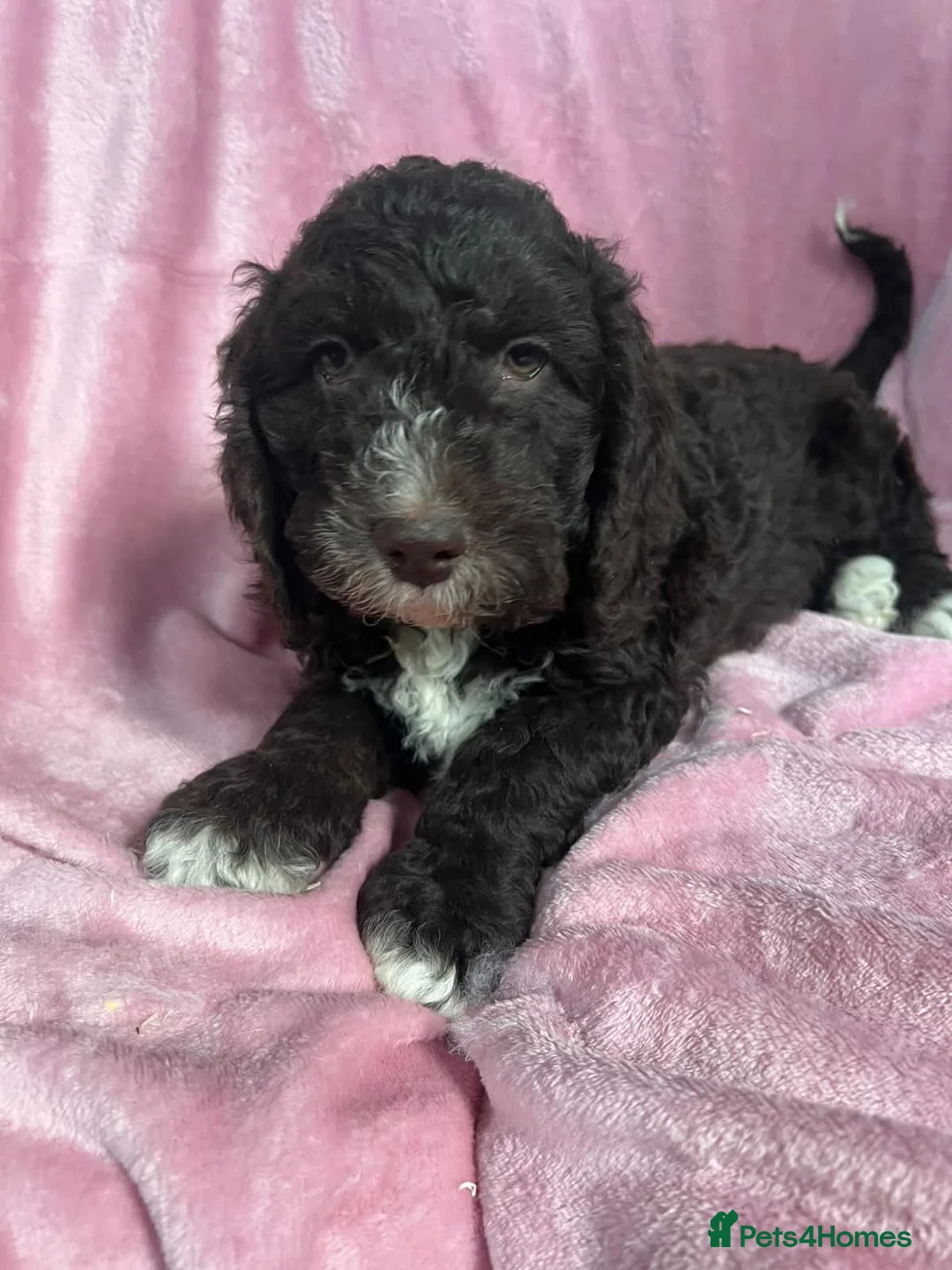 Cockapoo dogs for sale:  Gorgeous Cockapoo puppies - Advert 2