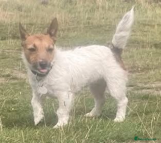 Jack Russell dogs Jack Russell dog puppy  - Advert 1