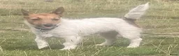 Jack Russell dogs for sale: Jack Russell dog puppy  in York - Advert 1