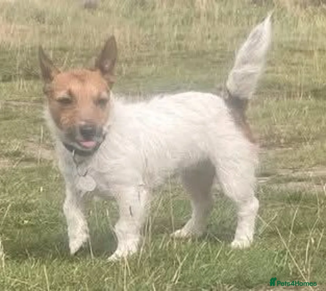 Jack Russell dogs for sale: Jack Russell dog puppy  in York - Advert 1