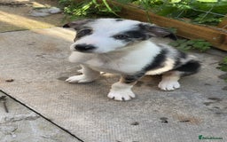 Border Collie dogs for sale: Beautiful blue Merle boy - Image 1