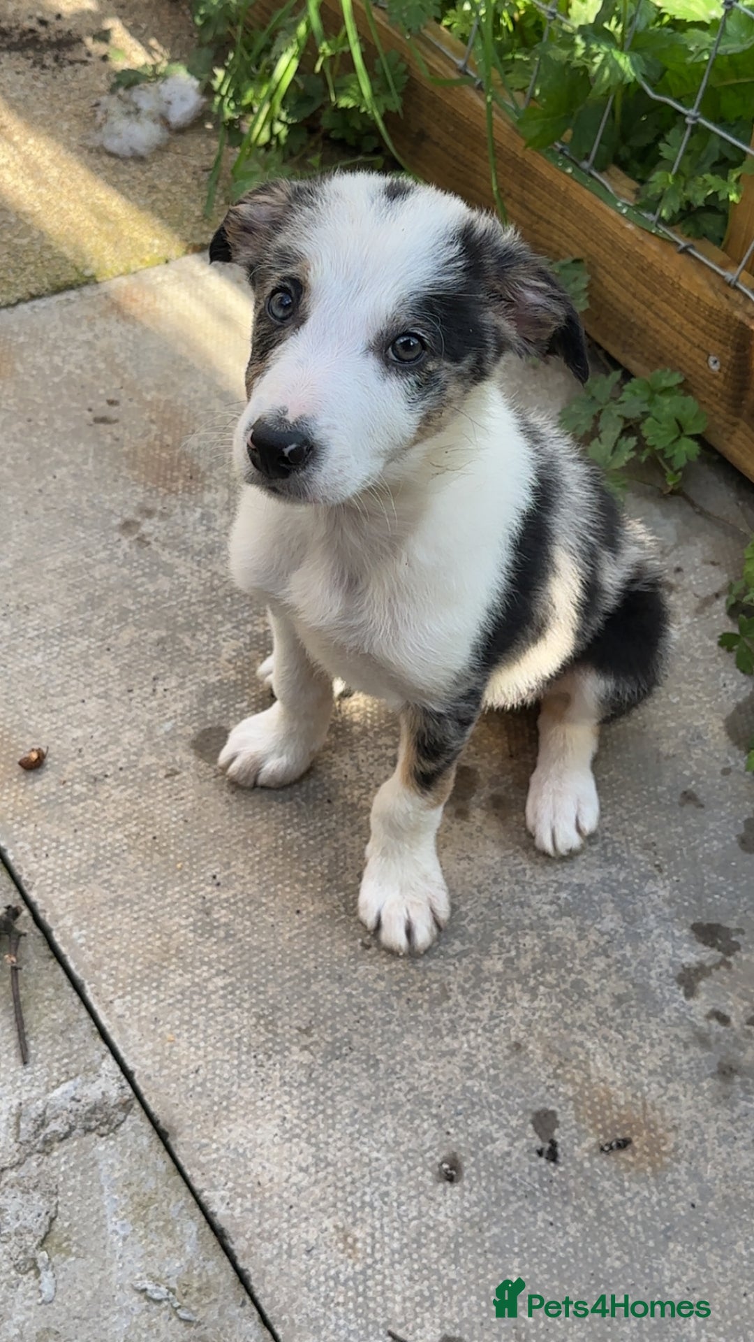 Border Collie dogs for sale: Beautiful blue Merle boy - Image 1