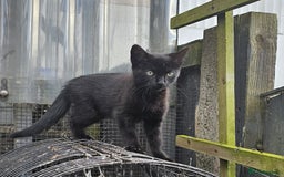 Domestic Shorthair cats for sale: 2 Cats for sale - Image 4