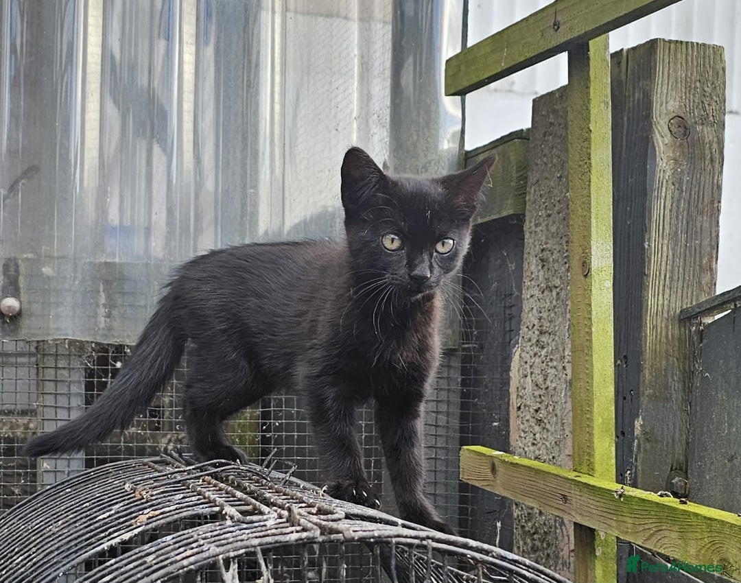 Domestic Shorthair cats for sale: 2 Cats for sale - Image 4
