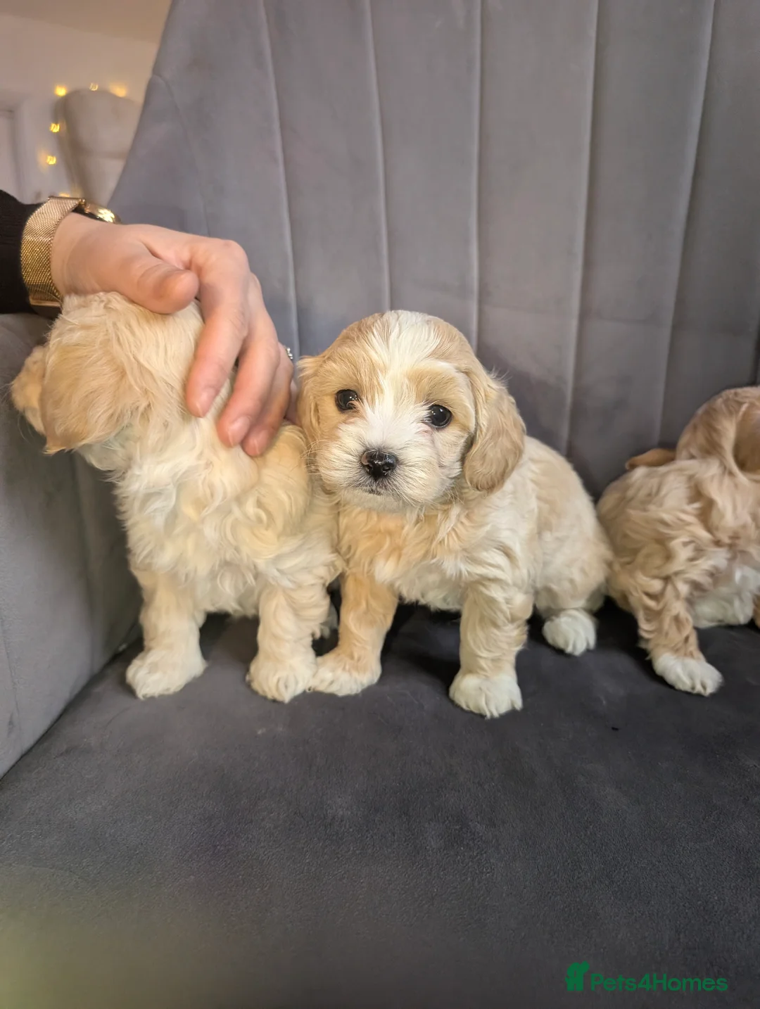 Maltipoo dogs for sale: Maltipoo puppies - Advert 12