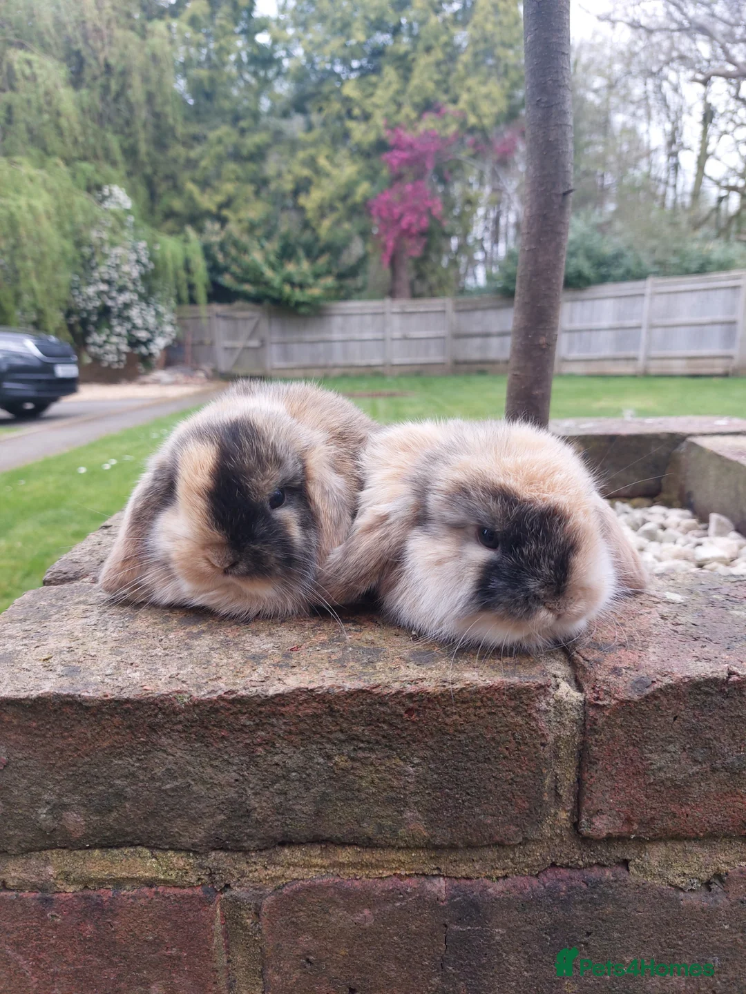 Mini Lop rabbits for sale: Baby mini lop rabbits - Advert 11
